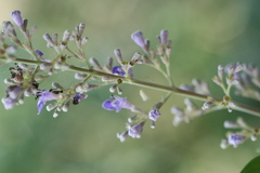 Vitex negundo